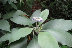 Solanum verbascifolium